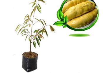 4 Durian Unggul Asal Malaysia yang Bagus untuk Anda Budidayakan
