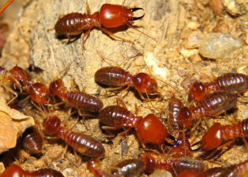 Alasan Hama Rayap Suka di Tempat-Tempat yang Lembab