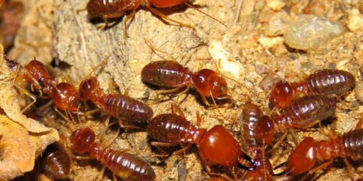 Alasan Hama Rayap Suka di Tempat-Tempat yang Lembab