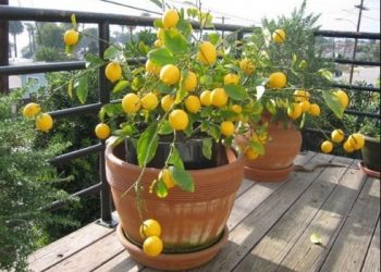 Pengertian Tabulampot, Jenis-jenis, & Cara Pembuatan