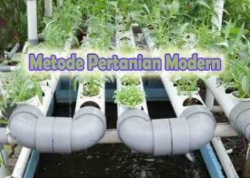 Metode Pertanian Modern
