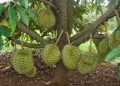 Cara Mencangkok Durian