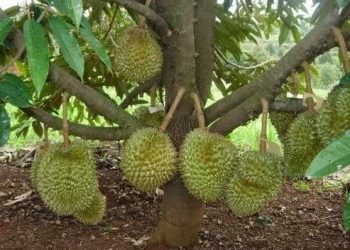 Cara Mencangkok Durian