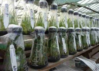 Beberapa Macam Produk Hasil Bioteknologi Pertanian Kultur Jaringan