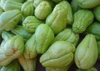 Cara Membuat Keripik Labu Siam yang Enak Beserta Tips dan Manfaatnya