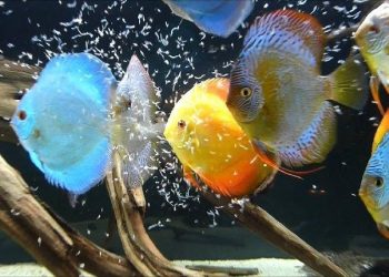 5 Cara Ternak Ikan Discus di Akuarium