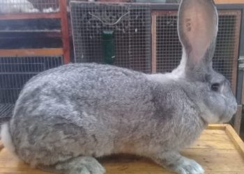 Update Harga Kelinci Flemish Giant 2022 Lengkap