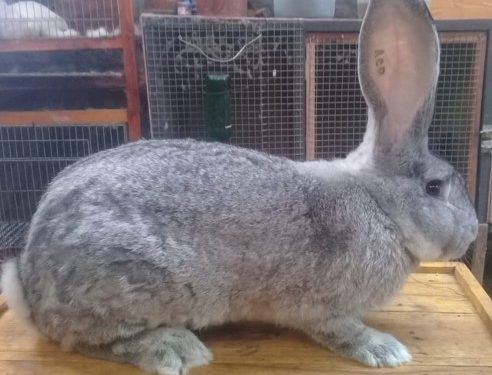 Update Harga Kelinci Flemish Giant 2022 Lengkap