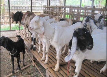 cara memelihara kambing agar cepat besar