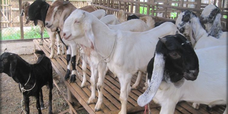cara memelihara kambing agar cepat besar