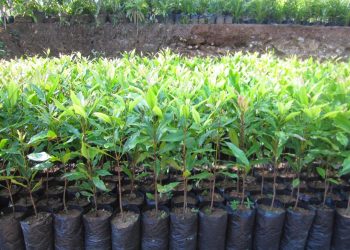 cara menanam cengkeh dari biji