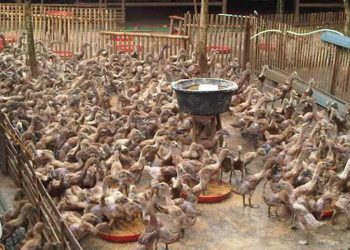 cara-ternak-bebek-petelur-modern