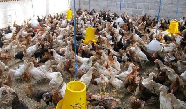 budidaya ayam kampung