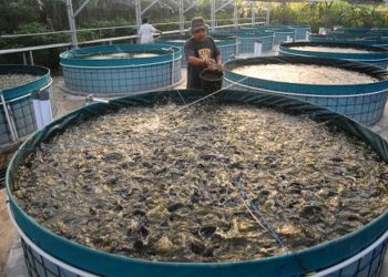 cara-ternak-lele-pemula