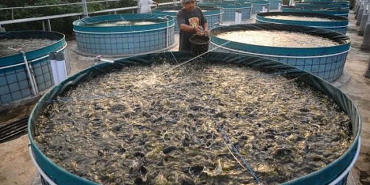 cara-ternak-lele-pemula