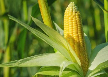 cara-menanam-jagung-agar-buahnya-besar