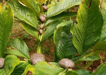 manfaat-pohon-porang