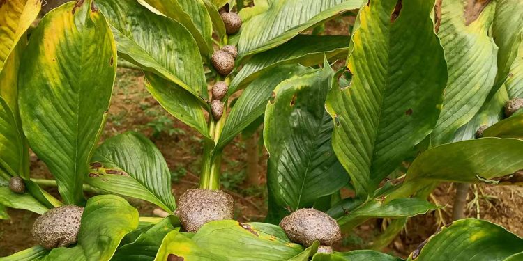 manfaat-pohon-porang