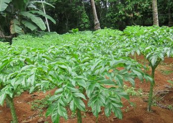 Manfaat Tanaman Porang: Potensi Luas untuk Industri dan Lingkungan