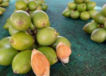 Menggali Potensi Peluang Bisnis Buah Pinang
