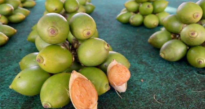 Menggali Potensi Peluang Bisnis Buah Pinang