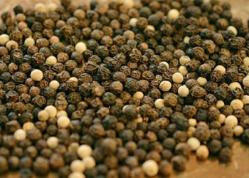 analisa usaha budidaya lada