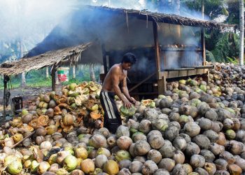 potensi usaha kopra kelapa