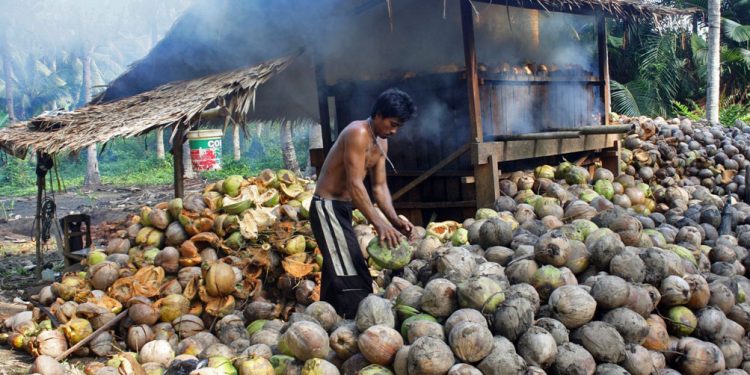 potensi usaha kopra kelapa