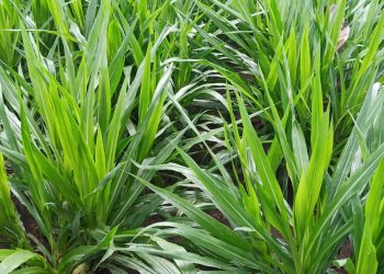 Mengenal Jenis-Jenis Rumput Pakan untuk Kambing