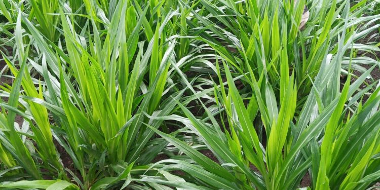 Mengenal Jenis-Jenis Rumput Pakan untuk Kambing