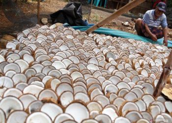 jual kopra putih