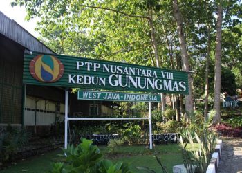 Sewa Alphard Jakarta, Sewa bus di Jakarta, Wisata Gunung Mas, Sewa Bus Pariwisata Puncak