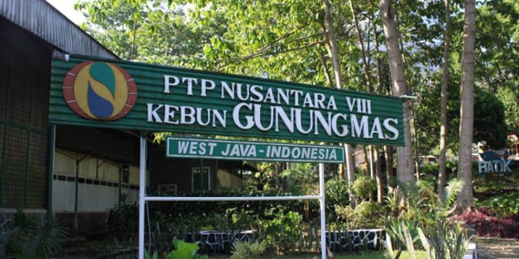 Sewa Alphard Jakarta, Sewa bus di Jakarta, Wisata Gunung Mas, Sewa Bus Pariwisata Puncak