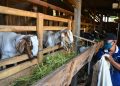 Nutrisi terbaik untuk kambing sehat