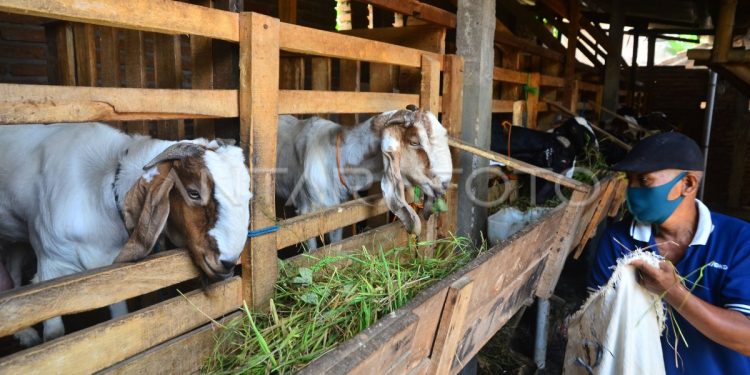 Nutrisi terbaik untuk kambing sehat