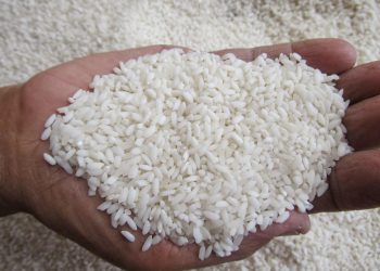 Beras Pulen Pasti Enak? Menelisik Kualitas dan Keunggulannya dalam Memasak