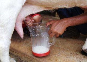 Teknik budidaya kambing perah