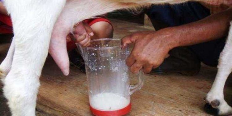 Teknik budidaya kambing perah