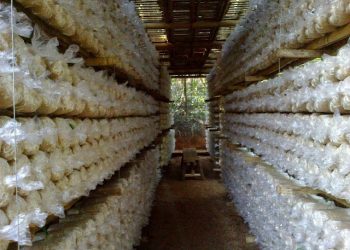 Peluang Usaha Jamur Tiram Pada Zaman Sekarang