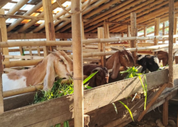 Peluang Bisnis Ternak Kambing yang Cukup Tinggi