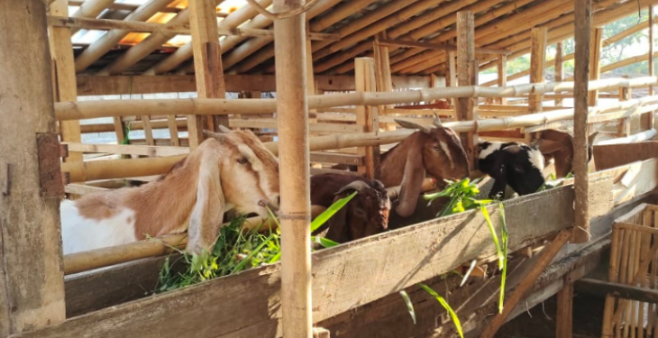 Peluang Bisnis Ternak Kambing yang Cukup Tinggi