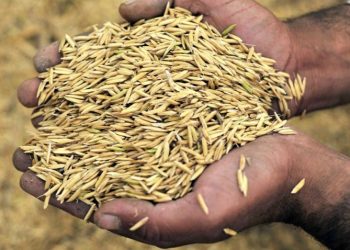 peluang usaha pemecah kulit padi