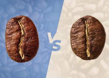 perbedaan biji kopi Robusta dan arabika